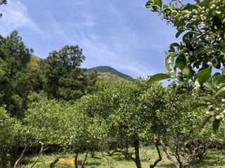 orchard.jpg